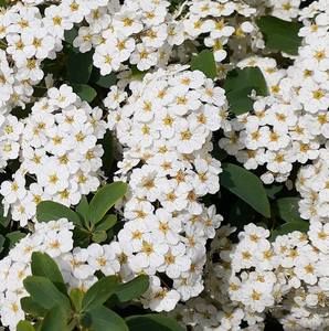 Meet your Posher, Liz